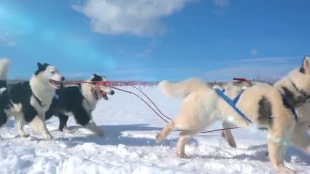 Perros aprovechados por perros raza Husky tirón trineo con la gente, cámara lenta, Video loop — Vídeo de stock