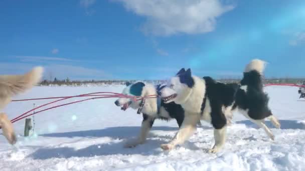 Perros aprovechados por perros raza Husky tirón trineo con la gente, cámara lenta, Video loop — Vídeo de stock