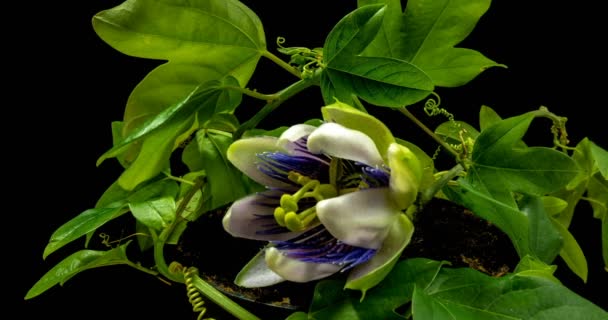 La apertura y el cierre de la flor de Passiflora en el canal alfa de fondo negro — Vídeo de stock