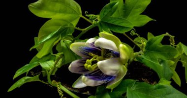 Siyah arka plan alfa kanalı üzerinde Passiflora çiçek açılış ve kapanış