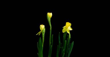 Siyah arka plan, alfa kanalı üzerine açılış Nergis, hızlandırılmış