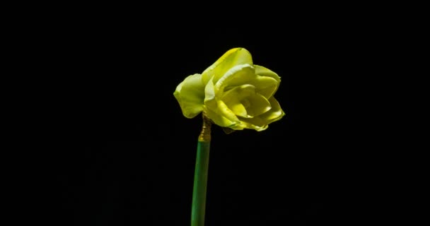 Time-lapse of opening narcissus on black background, alpha channel — Stock Video