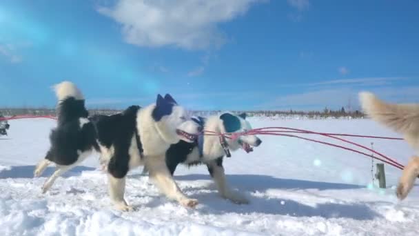 Chiens harnachés par des chiens de race Husky traction traîneau avec les gens, ralenti, boucle vidéo — Video