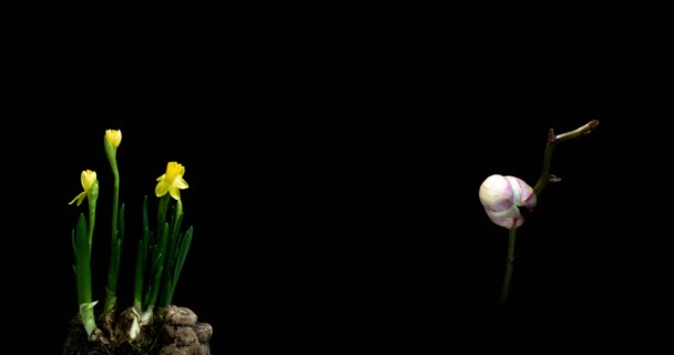 Una collezione di narcisi e orchidee in fiore, un collage di due timelaps — Video Stock