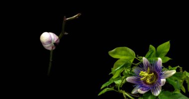 Çiçek açan passiflora ve orkide koleksiyonu, iki zaman atlamalı bir kolaj