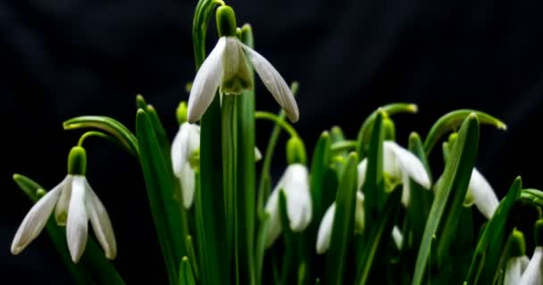 Bouquet de galantus en fleurs, laps de temps, macro — Video