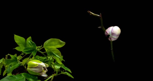 Uma coleção de passiflora florescente e orquídeas, uma colagem de duas timelaps — Vídeo de Stock