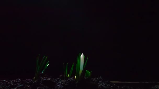 White crocus, saffron, blooming galantus. time lapse. On a black background. — Stock Video