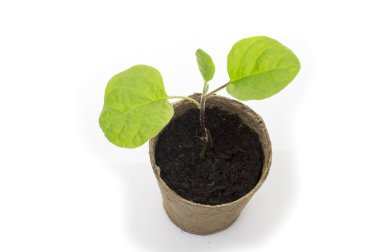 Bir bahçe mala ile bir tencerede genç patlıcan fide