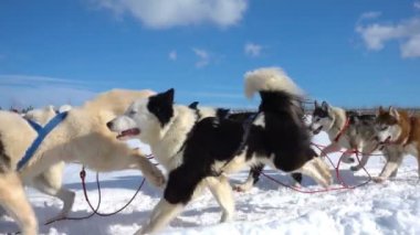 Köpeklerin dizginlediği köpekler çiftleşir. İnsanlarla Husky kızağı, yavaş çekim, video döngüsü.