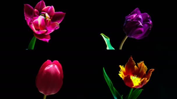 Una collezione di 4 tulipani fioriti, un collage di 4 formati video di 1920 1080 ciascuno — Video Stock