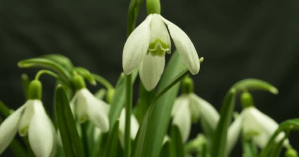 咲くガランタスの花束、タイムラプス、マクロ — ストック動画