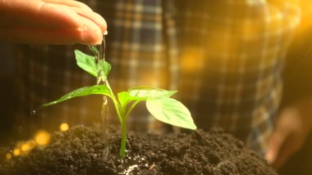 Man vattning en växt, slow motion, begreppet utveckling av jordbruket, ekologi — Stockvideo