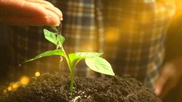 El hombre riega una planta, cámara lenta, concepto de desarrollo de la agricultura, ecología — Vídeo de stock