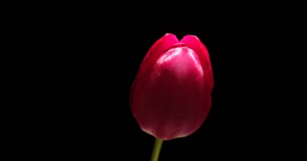 Timelapse de flor de tulipán rojo floreciendo sobre fondo negro, — Vídeo de stock