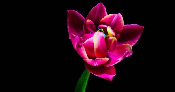 Zeitraffer einer roten Tulpenblume, die auf schwarzem Hintergrund blüht, — Stockvideo