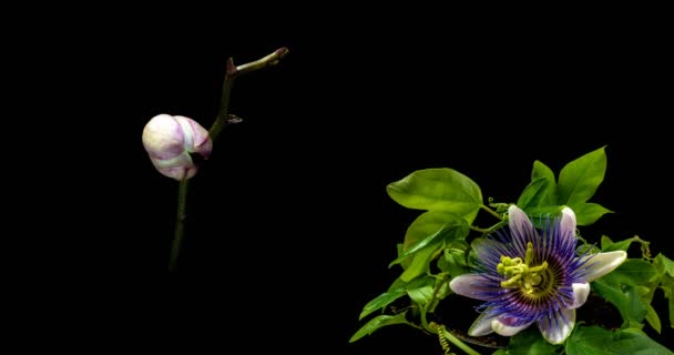 Uma coleção de passiflora florescente e orquídeas, uma colagem de duas timelaps — Vídeo de Stock