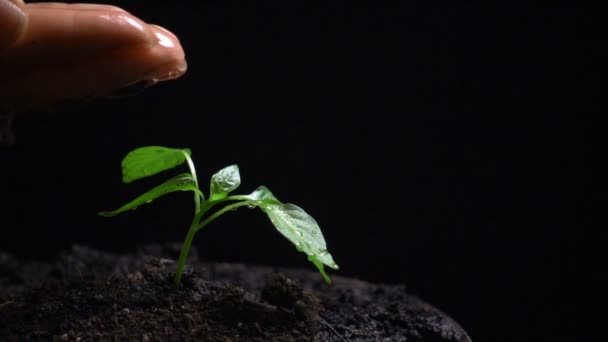 L'uomo annaffia una pianta, un rallentatore, un concetto di sviluppo di agricoltura, ecologia — Video Stock