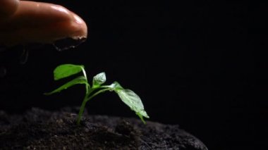 Bir bitkisulama Adam, yavaş hareket, tarım, ekoloji geliştirme kavramı