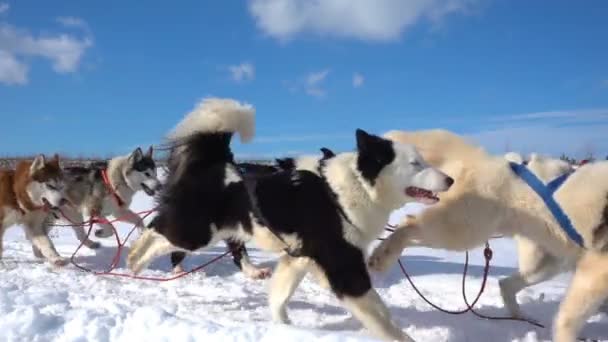 Psy zaprzęgnięte przez psy rasy Husky ciągnąć sanki z ludźmi, zwolnione tempo, pętla wideo — Wideo stockowe