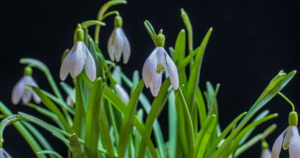 Bukett blommande Galantus, tidsfördröjning, makro — Stockvideo