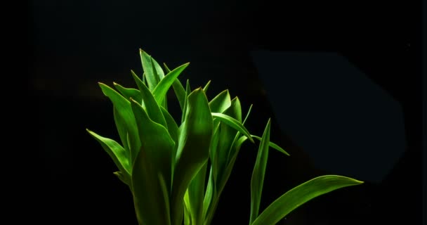 Slow motion yellow tulip flower blooms on a black background, — Stock Video