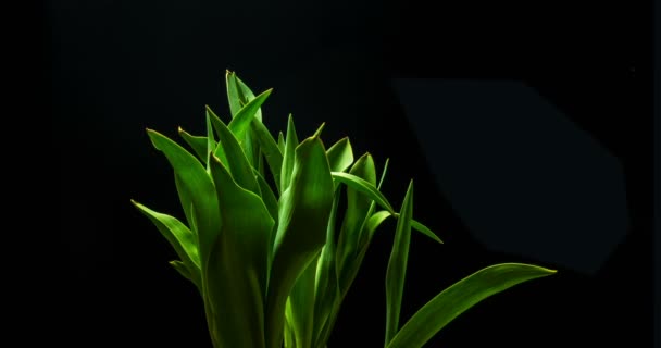 Flor de tulipán amarillo de cámara lenta florece sobre un fondo negro , — Vídeos de Stock