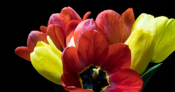 Zeitraffer mit einem Strauß verschiedenfarbiger Tulpen auf schwarzem Hintergrund — Stockvideo