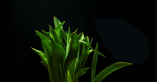 Αργή κίνηση κίτρινο τουλίπα λουλούδι ανθίζει σε μαύρο φόντο, — Αρχείο Βίντεο