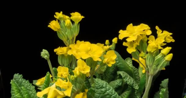 A flor amarela da prímula floresce sob o sol — Vídeo de Stock