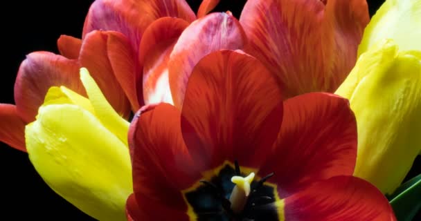 Time lapse with a bouquet of different color of tulips, on a black background — Stock Video