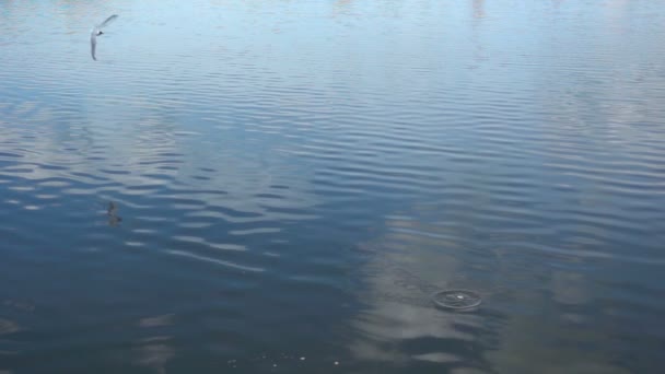 Movimento lento dei gabbiani che raccolgono cibo dalla superficie dell'acqua — Video Stock