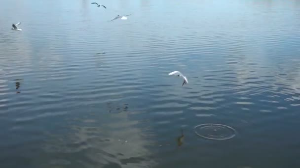 Su yüzeyinden yiyecek toplayan martıların yavaş hareketi — Stok video