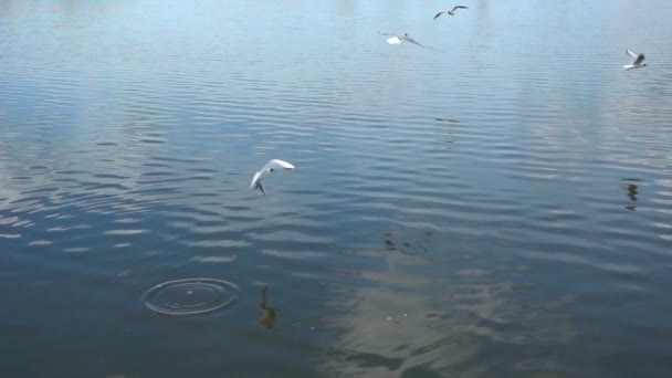 Su yüzeyinden yiyecek toplayan martıların yavaş hareketi — Stok video