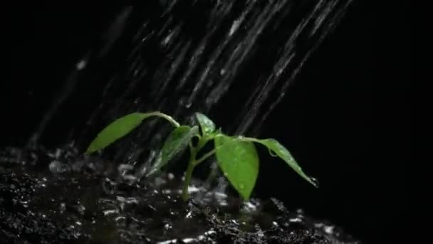 Nieuw leven, Sprout met bladeren, nat met druppels, zwarte achtergrond. Slow Motion — Stockvideo