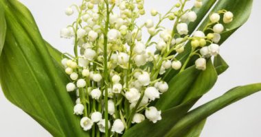 Zaman süresi geçerse atış lily vadi