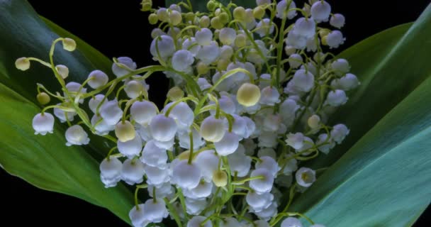 Time lapses shot of the lily of the valley — Stock Video