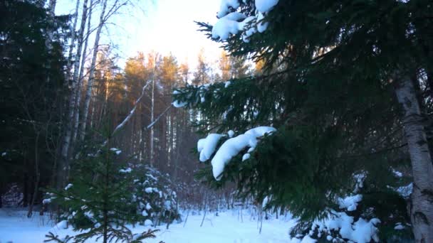 Neve caindo nos ramos das árvores de abeto, câmera lenta — Vídeo de Stock