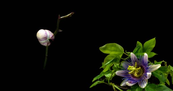 Çiçek açan passiflora ve orkide koleksiyonu, iki zaman atlamalı bir kolaj — Stok video