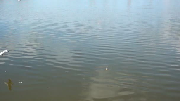 Movimento lento de gaivotas colhendo alimentos da superfície da água — Vídeo de Stock