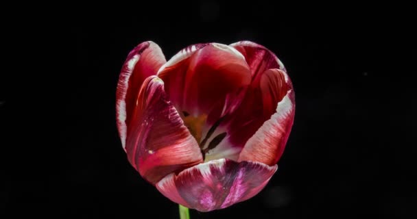 Timelapse van rode tulp bloem bloeien op zwarte achtergrond, — Stockvideo