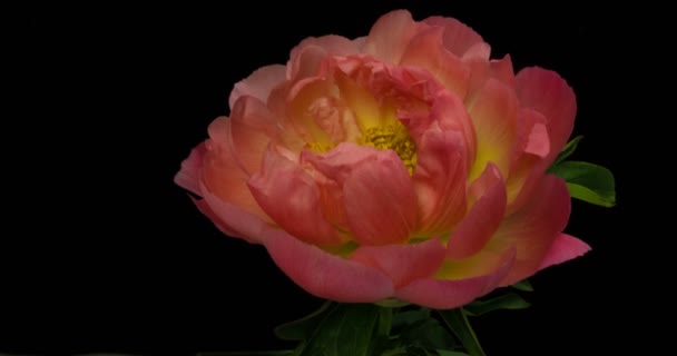 Timelapse de flor de peonía rosa floreciendo sobre fondo negro en 4K — Vídeos de Stock