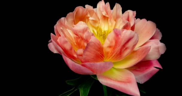 Timelapse de flor de peonía rosa floreciendo sobre fondo negro, canal alfa — Vídeos de Stock