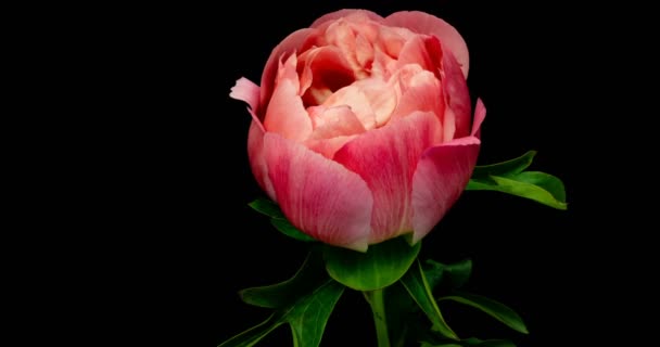 Zeitraffer von rosa Pfingstrose Blume blüht auf schwarzem Hintergrund — Stockvideo