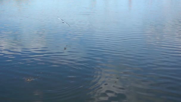 Slow motion of gulls picking food from the surface of the water — Stock Video