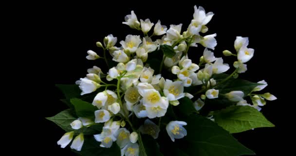 Tidsinställd av vit jasmin blommor som blommar på svart bakgrund, alfakanal — Stockvideo