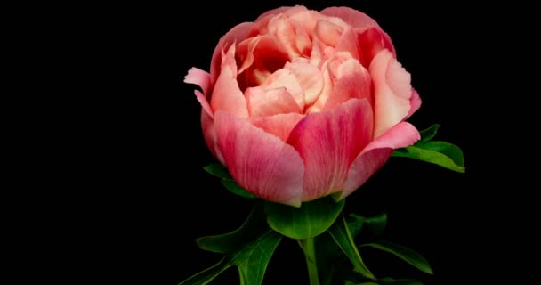 Zeitraffer von rosa Pfingstrose Blume blüht auf schwarzem Hintergrund, — Stockvideo