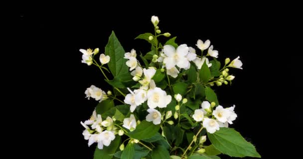 Lapso de tiempo de flores de jazmín blanco floreciendo sobre fondo negro — Vídeos de Stock