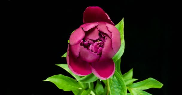 Timelapse de flor de peônia rosa florescendo no fundo preto — Vídeo de Stock