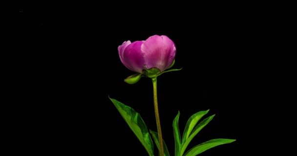 Время цветения розового пиона на черном фоне — стоковое видео